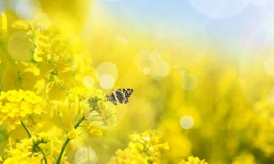 春分前打雷有什么说法,春分前后有什么讲究?