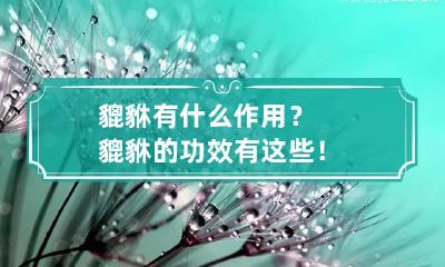貔貅有什么作用?貔貅的功效有这些!