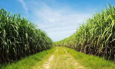 2020年正月二十一出生的男孩五行缺火如何起名?