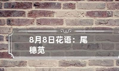 8月8日花语:尾穗苋