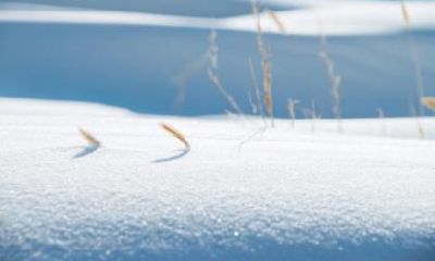 夏至的下一个节气是什么?夏至是第几个夏天的节气