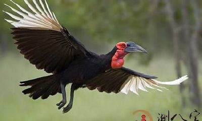 梦见大鸟维护鸟儿