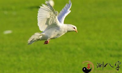 梦见鸽子飞走