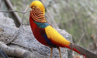 梦到各种各样的鸟儿