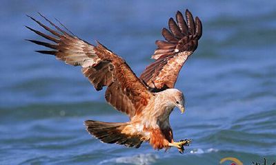 梦到自己变为鸟鹰