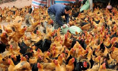 梦到自己抓鸡送礼