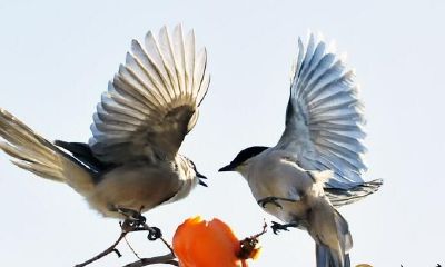 梦见鸟打架斗殴