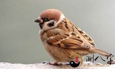 梦见麻雀鸣叫声