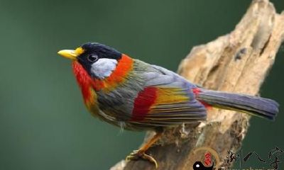 梦到抓住一窝鸟