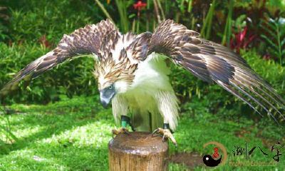 梦见大雕一件事讲话