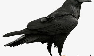 梦到乌鸦成群满天飞舞