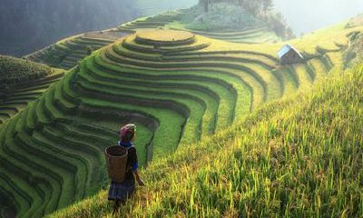 2022年有正缘桃花的生肖 生肖牛 生肖狗