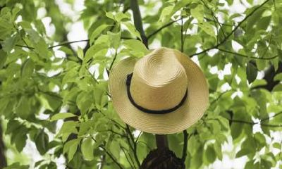 2020年大暑什么时候开始什么时候结束?2020年大暑可以同房吗?