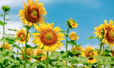 2020年大暑在哪个月份?大暑三候是哪三候?