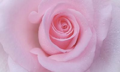 2022年遇烂桃花的生肖 生肖猪桃花泛滥感情不顺