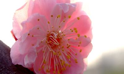 2022年能挣大钱的生肖 生肖蛇能挣到大钱