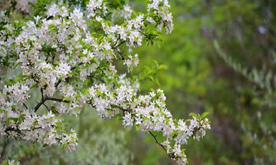 生肖猪在2022年的运势怎么样 可以进行一些风险低的投资项目