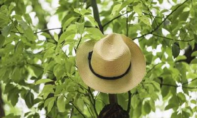 2020年大暑热吗?大暑的谚语大全!