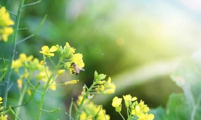 立秋节气出生的属狗人好命吗,运势如何?