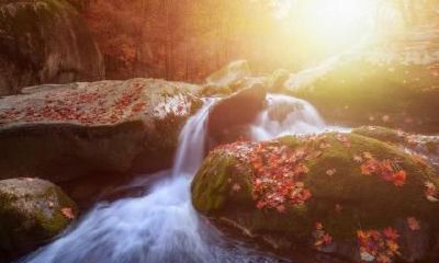 立秋出生的生肖兔命运如何,性格好吗?