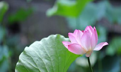 2022辞职的生肖女 属虎 属牛