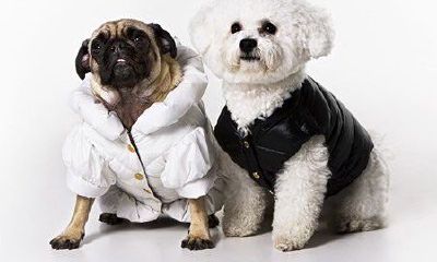 什么生肖的人最适合养宠物狗