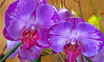 12生肖养什么植物可旺爱情运