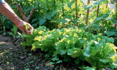 植树节为什么要种树?植树节可以去哪里种树?