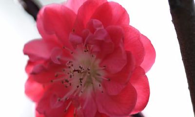 2022年正缘桃花生肖猪 可以结束多年的单身生活