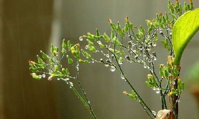 雨肖是哪几个生肖?他们的命运如何?