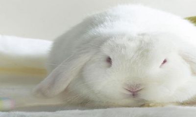 2023年属相兔五行