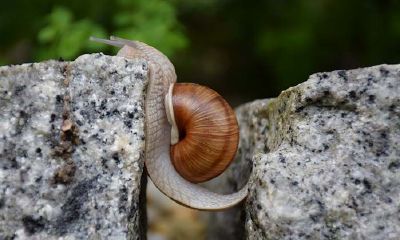 很执着,有了目标就会一直努力的生肖