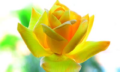 2023年大吉的生肖有哪些 生肖鼠蒸蒸日上