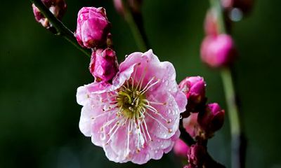 1984年生肖鼠2023年运势 会遇到一些挫折和困难