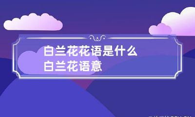 白兰花花语是什么 白兰花语意