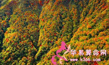 属狗人应注意哪些养生