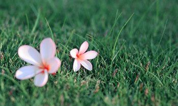 属狗人在职场上有哪些必胜原则