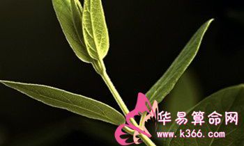 属狗的人老板看不上什么人