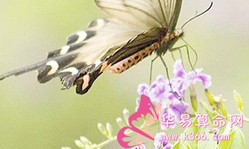 属狗的人无法兑现的空头支票是什么