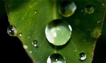 属狗的人最真实的谎言是什么