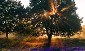 属狗的人有什么魅力