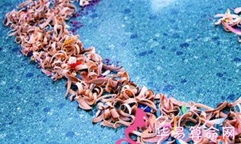 属狗的人适合学习什么外国语言