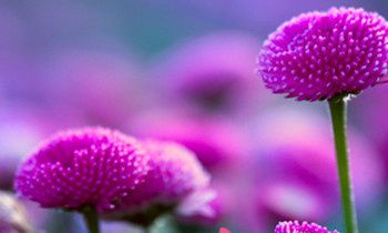 属狗的效率怎么样