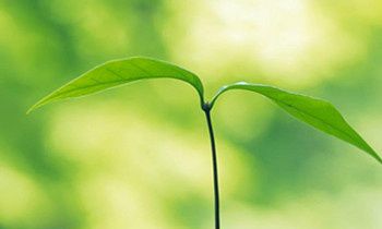 属狗的人最致命的缺点是什么