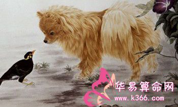 属狗的人有哪些性格特点?