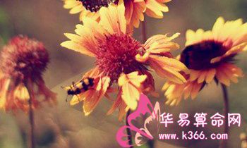 属狗的人怎么面对父母的催生?