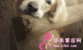 属狗的人智商怎么样?