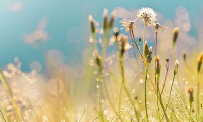 1994年属狗人天乙贵人是谁?如何看天乙贵人?