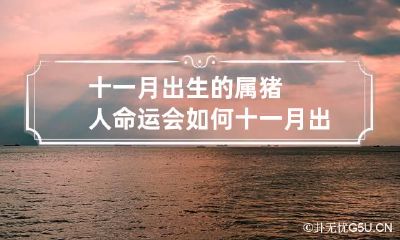 十一月出生的属猪人命运会如何 十一月出生的属猪人性格特点
