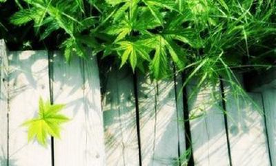 名字让宝宝有所倚靠